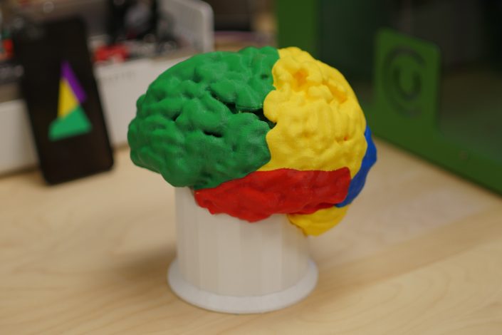 Multicolor 3D Printed medical professionals brain